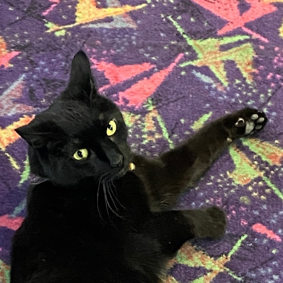 Meet your Posher, Posh - Picture 1 of 1